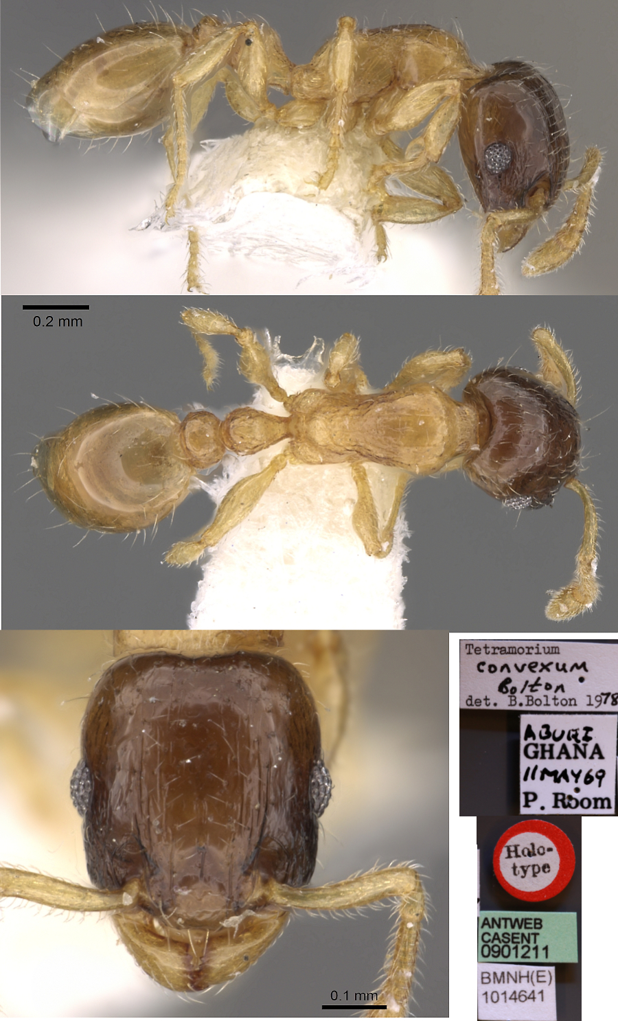 {Tetramorium convexum}