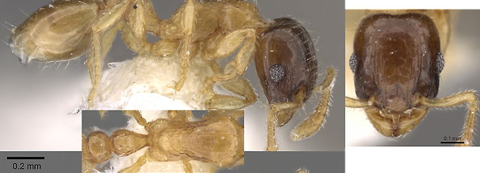 Tetramorium convexum