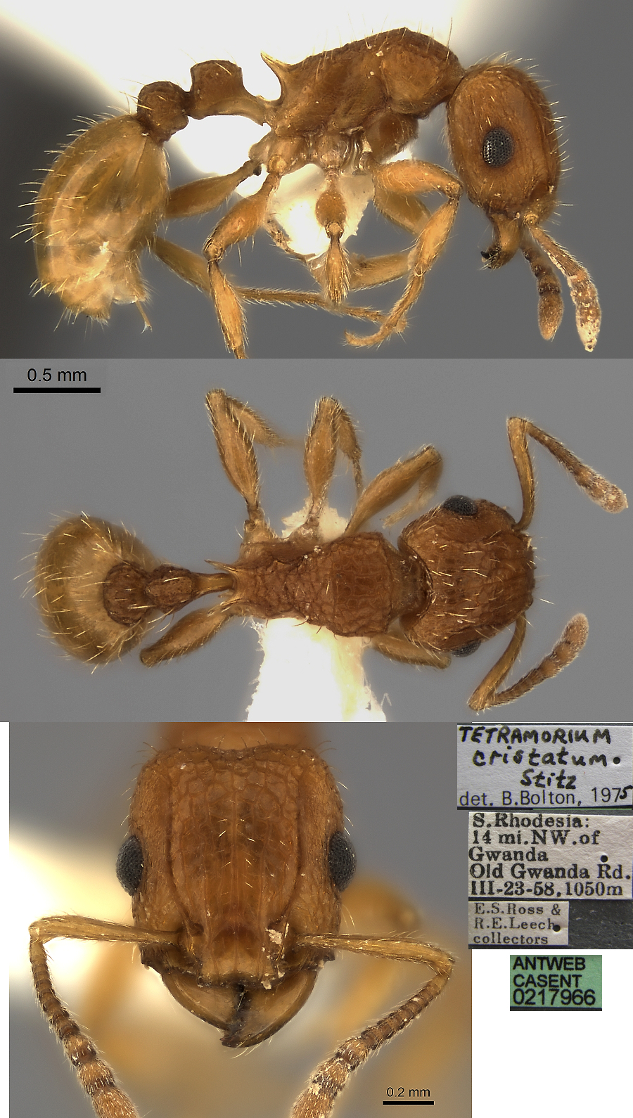 {Tetramorium cristatum}