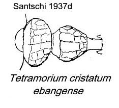 {Tetramorium cristatum}