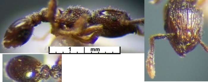 Tetramorium crypticum