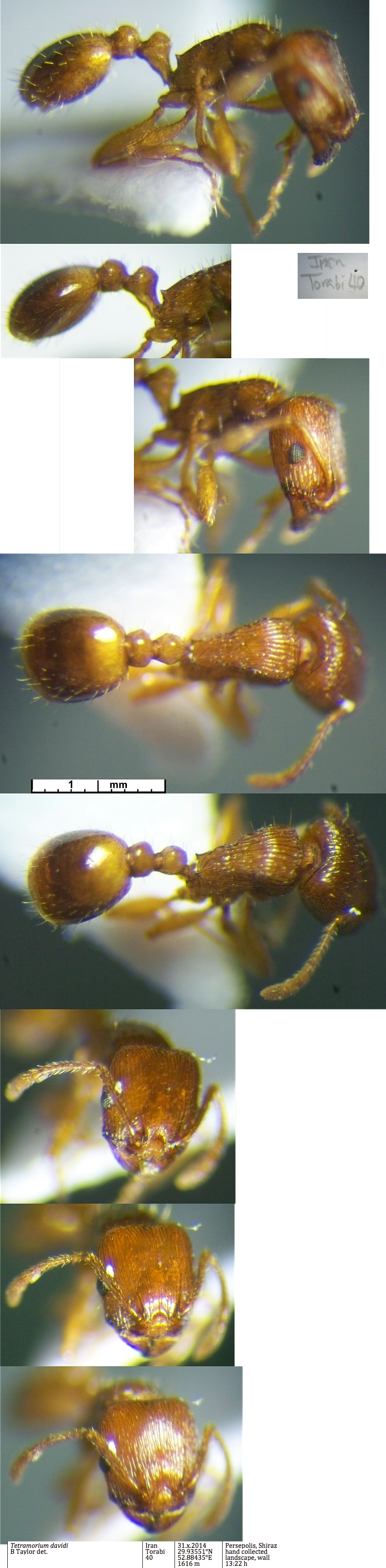 Tetramorium davidi