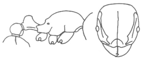 {Tetramorium dedefra}