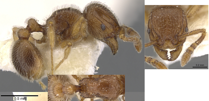 {Tetramorium dedefra}