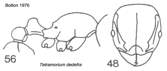 {Tetramorium dedefra}