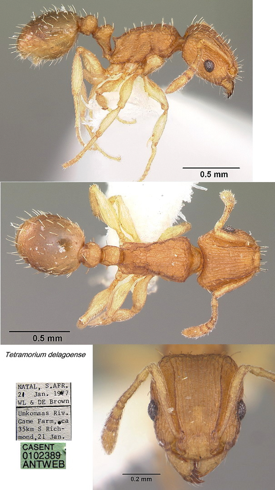 {Tetramorium delagoense}