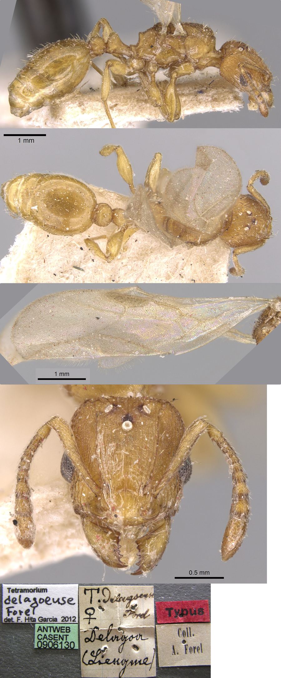 {Tetramorium delagoense queen}