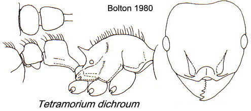 {Tetramorium dichroum}