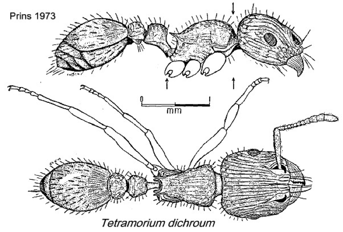 {Tetramorium dichroum}