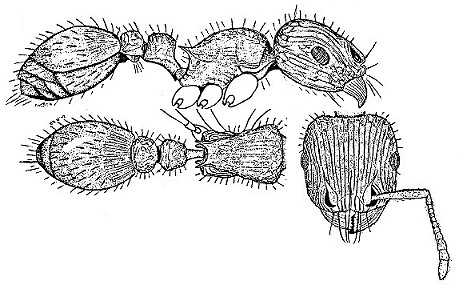 {Tetramorium dichroum}