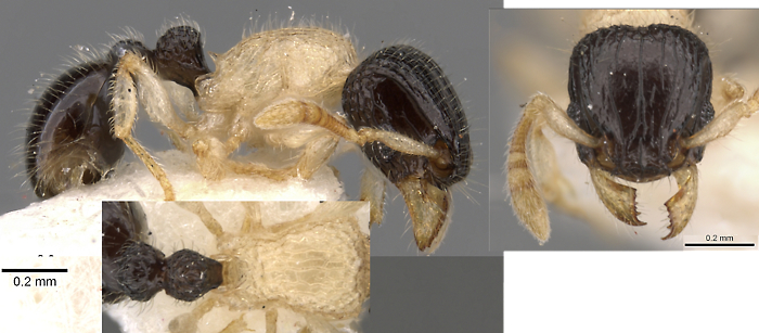 Tetramorium distinctum