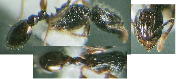 {Tetramorium dogieli}