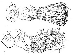 {Tetramorium dogieli}