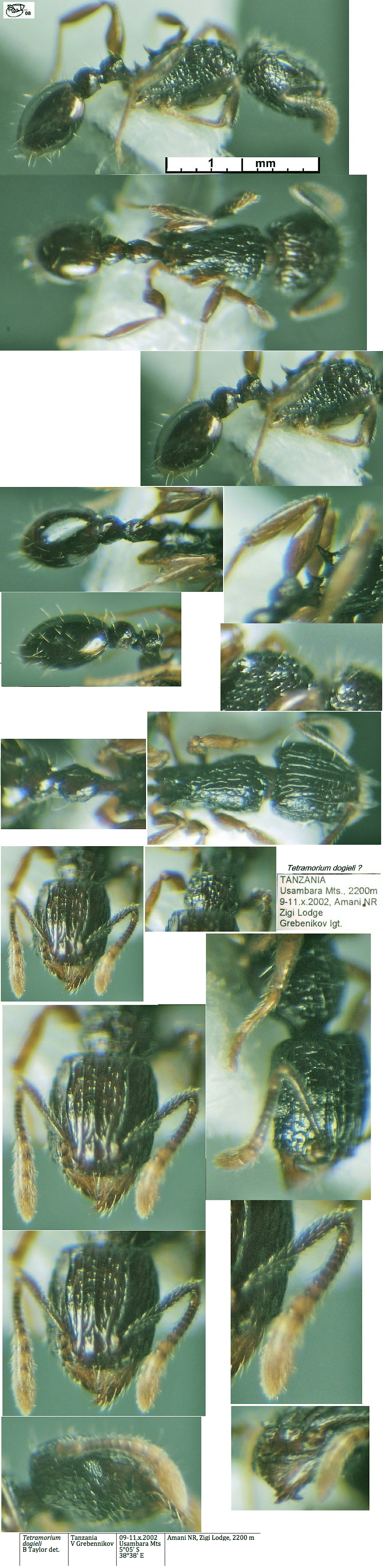 {Tetramorium dogieli}