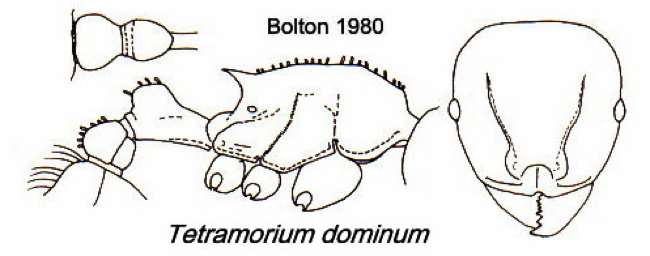 {Tetramorium dominum}