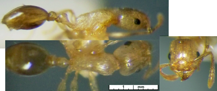 Tetramorium dumezi