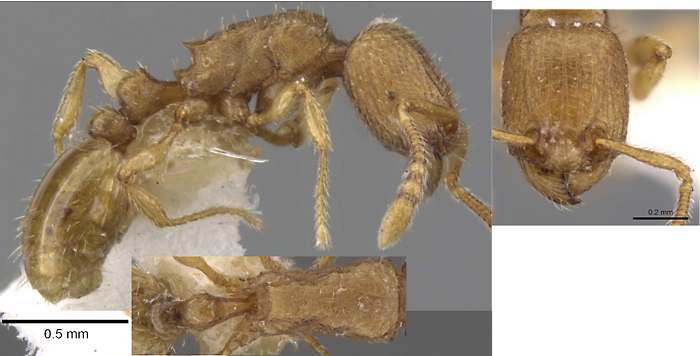 tetramorium dysderke