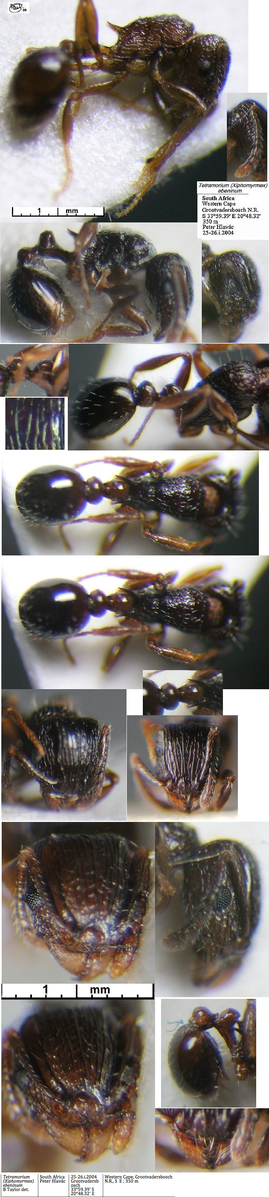 {Tetramorium (Xiphomyrmex) ebeninum}