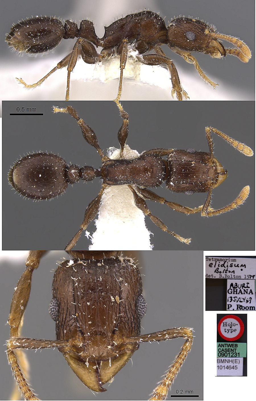 {Tetramorium elidisum}