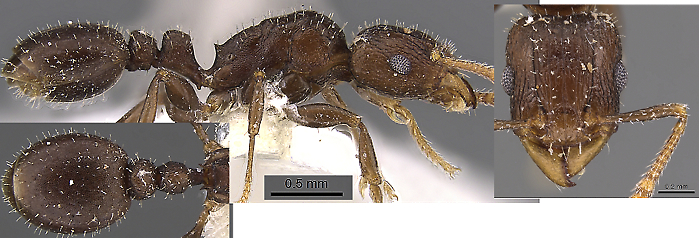 {Tetramorium elidisum}