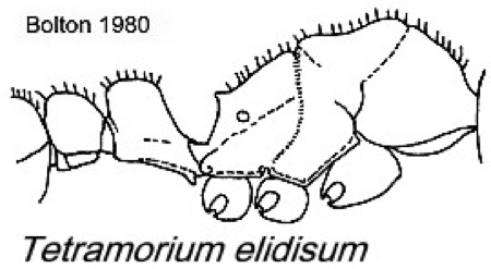 {Tetramorium elidisum}