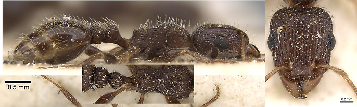 {Tetramorium emeryi}