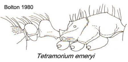 {Tetramorium emeryi}