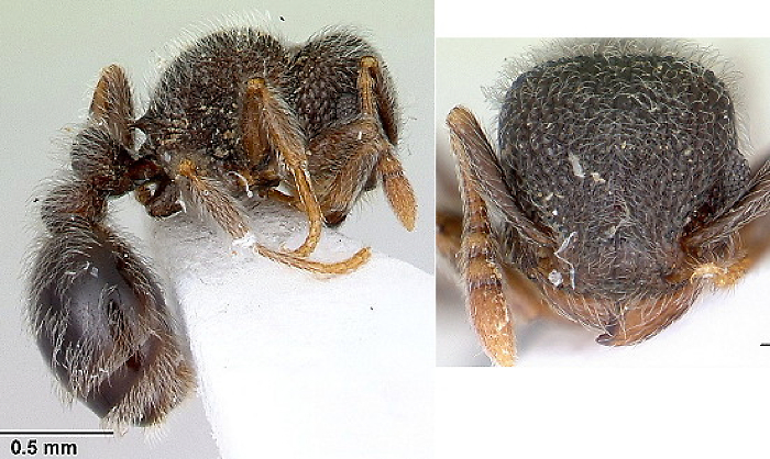 {Tetramorium eminii}