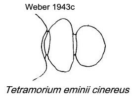 {Tetramorium eminii cinereus}