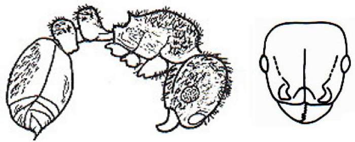 {Tetramorium eminii}