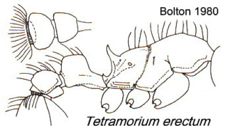 {Tetramorium erectum}