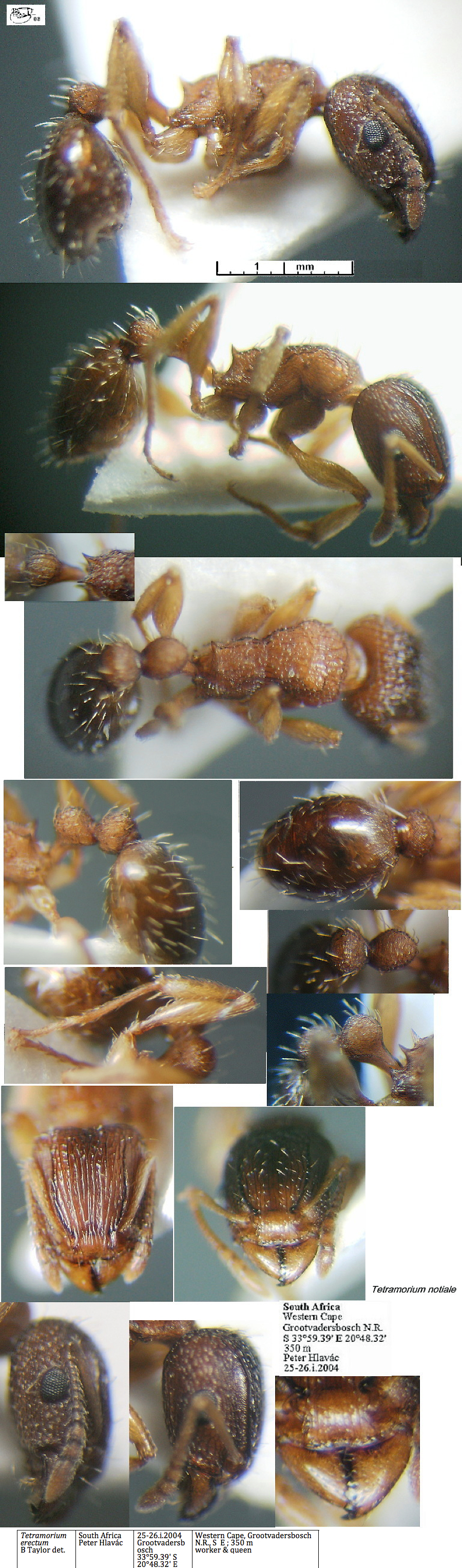 {Tetramorium erectum}