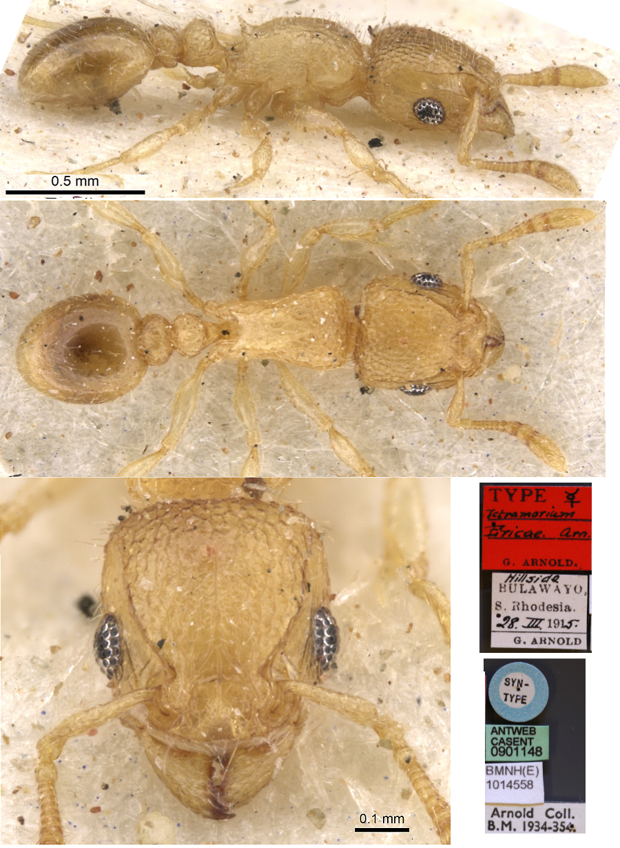 {Tetramorium ericae}