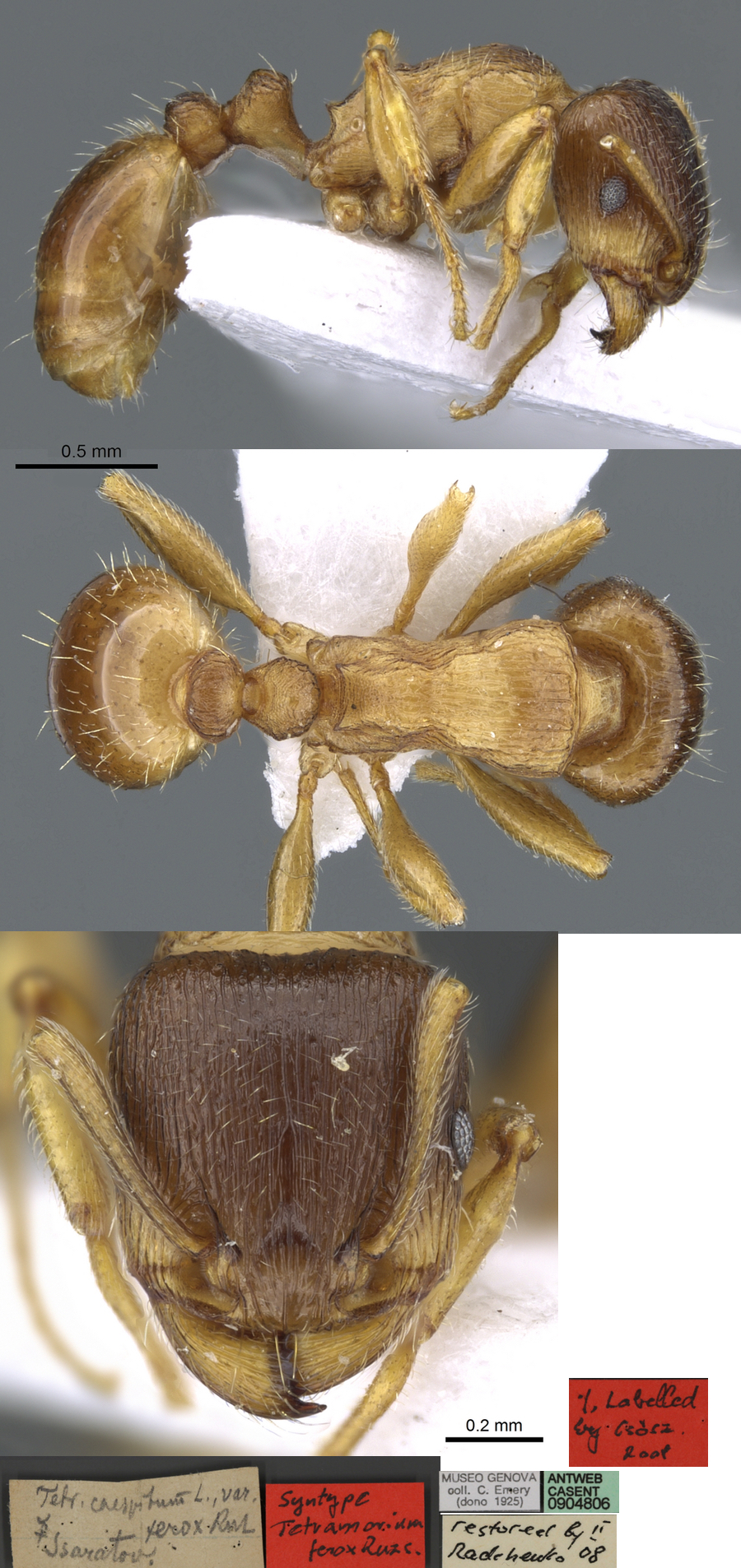 Tetramorium ferox