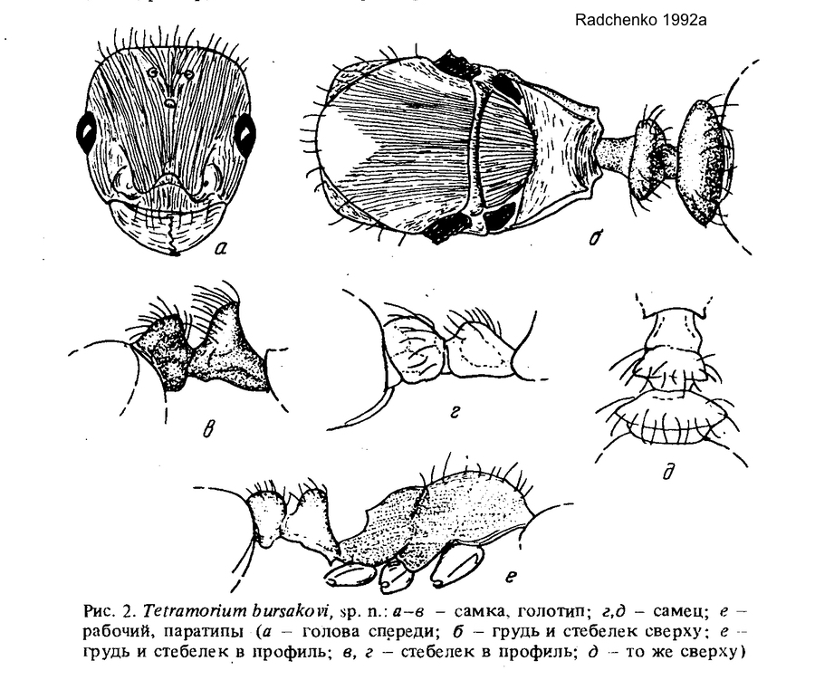 Tetramorium bursakovi