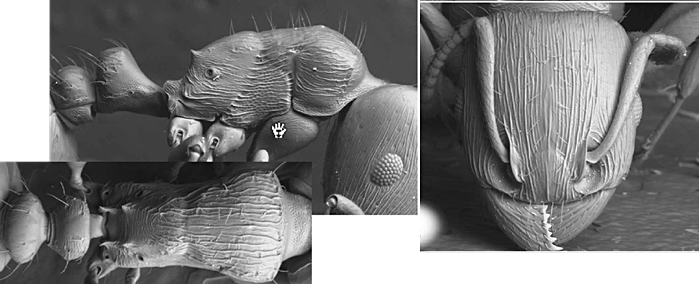 Tetramorium feroxoides