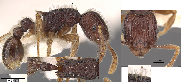 Tetramorium flabellum