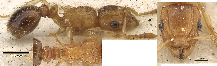 Tetramorium flaviceps