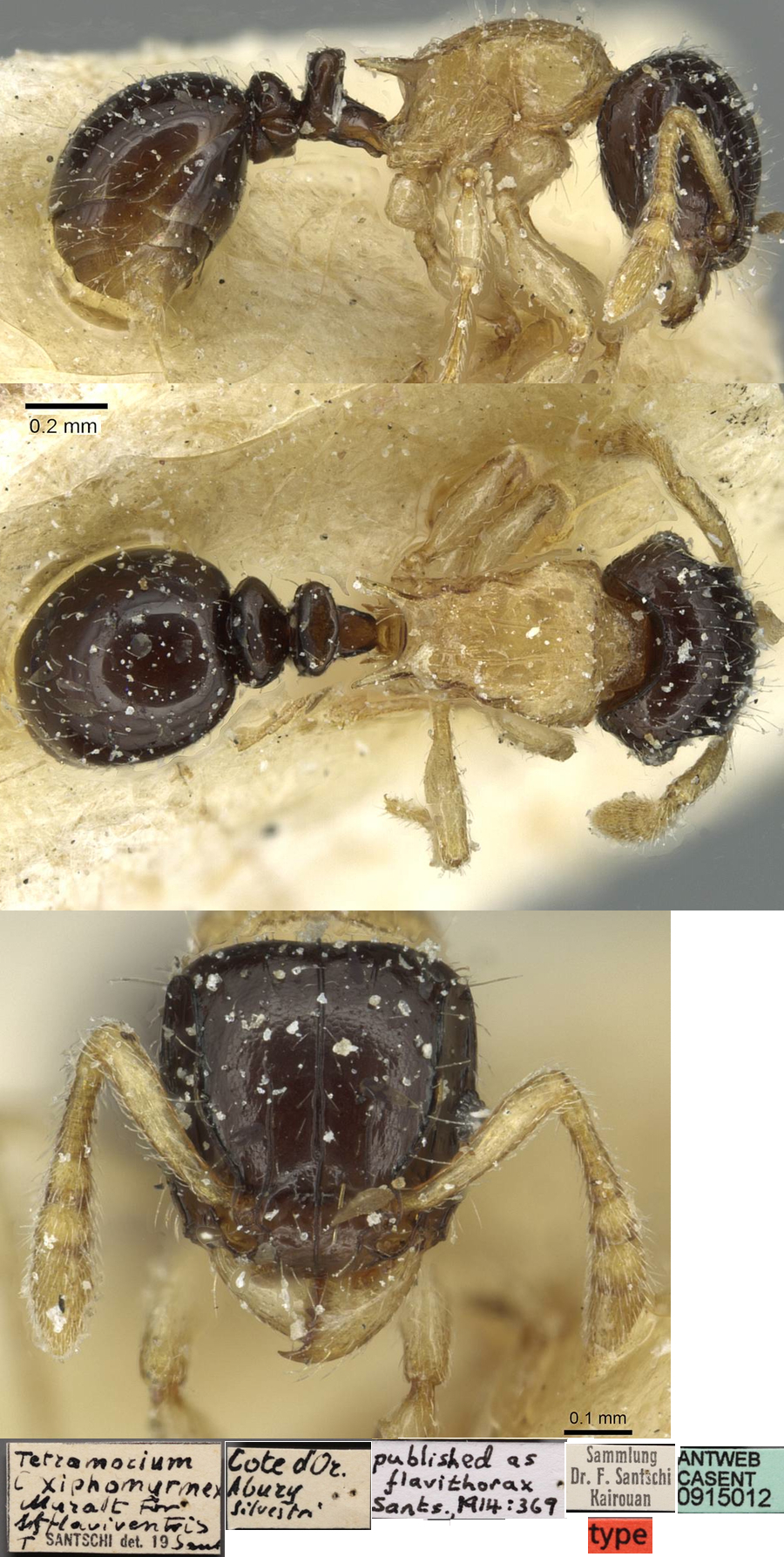 {Tetramorium flavithorax}