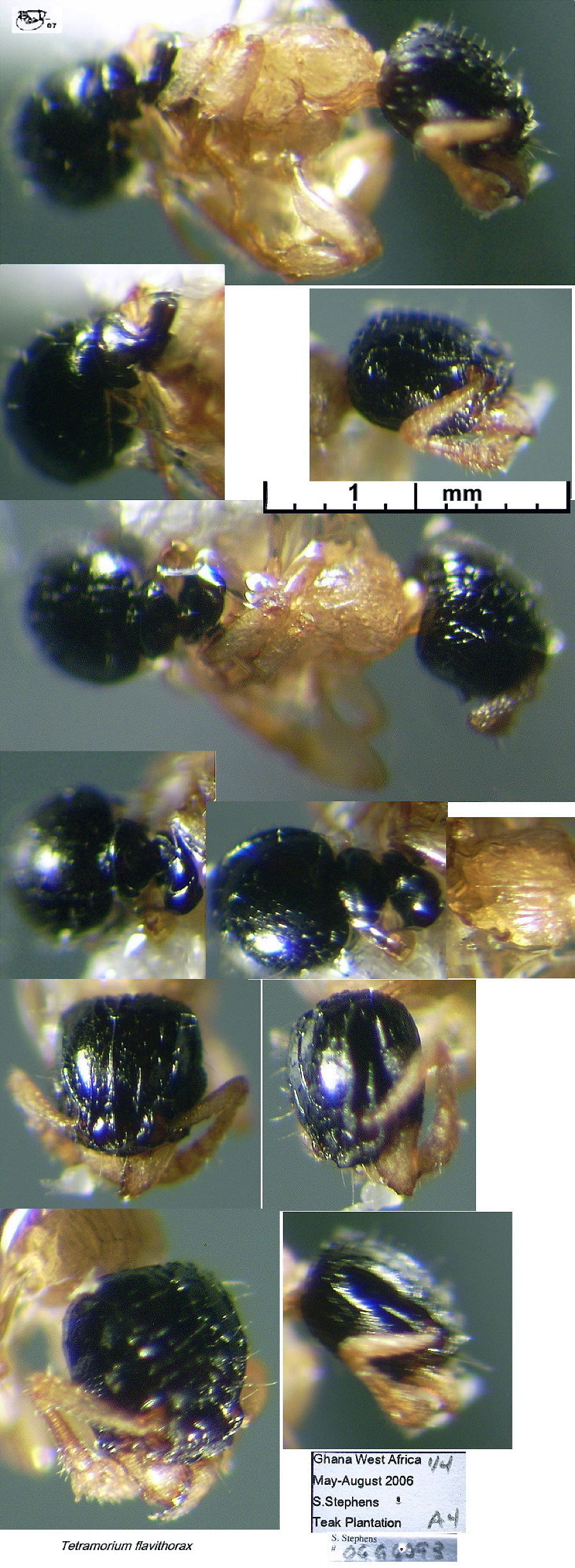 Tetramorium flavithorax