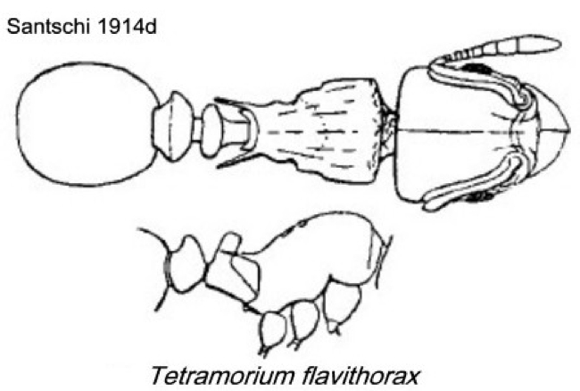 {Tetramorium flavithorax}