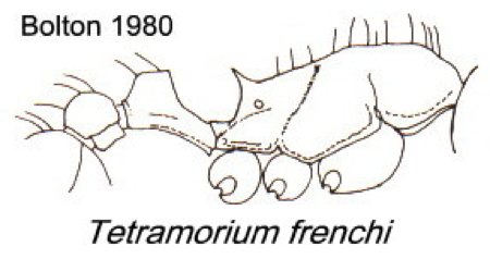 {Tetramorium frenchi}