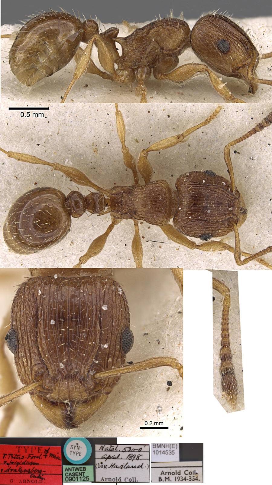 {Tetramorium frigidum}