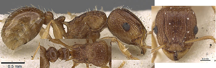 Tetramorium frigidum