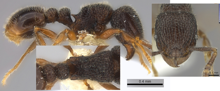 {Tetramorium furtivum}