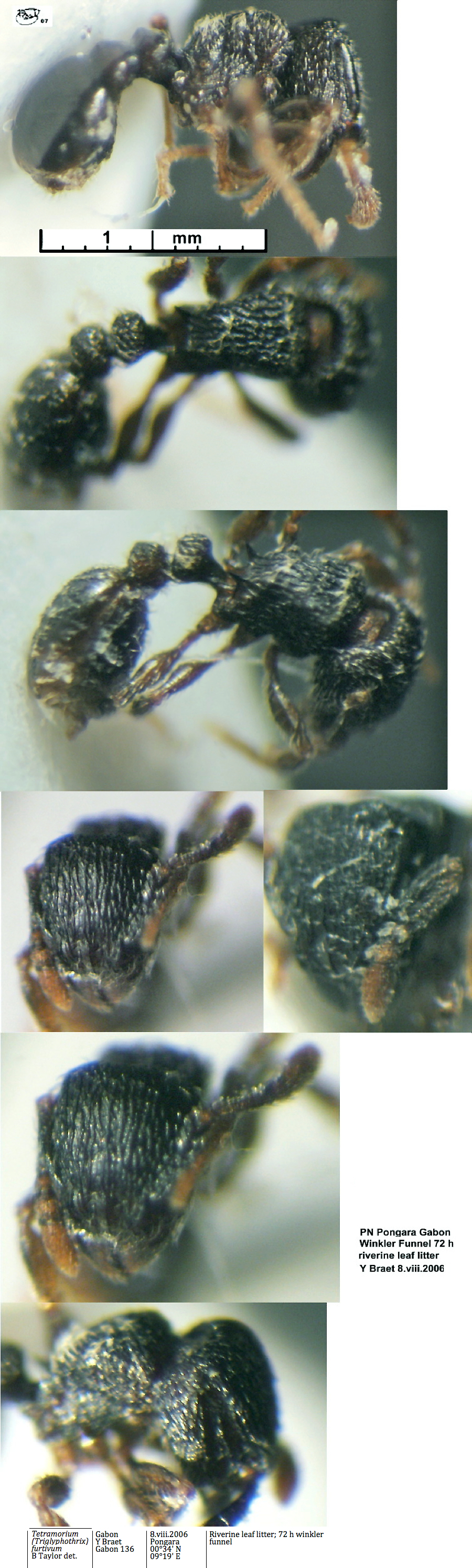 {Tetramorium furtivum}