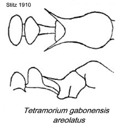 {Tetramorium gabonense}