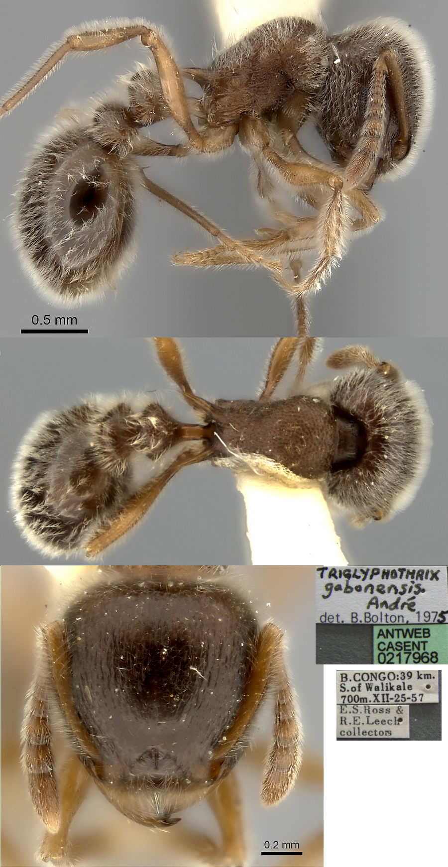 {Tetramorium gabonense}