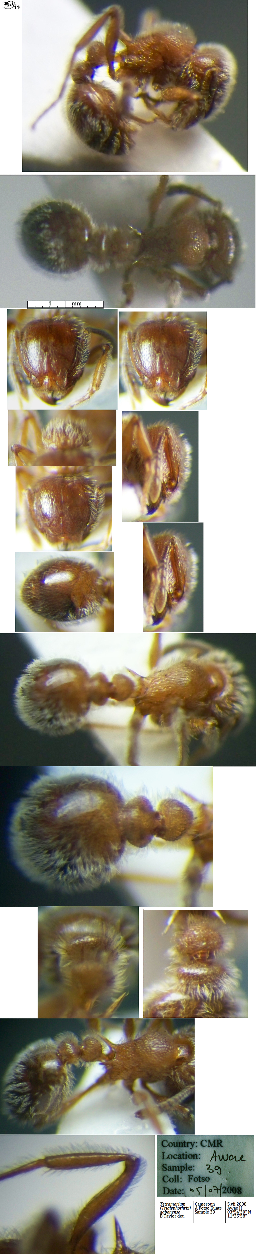 {Tetramorium gabonense}