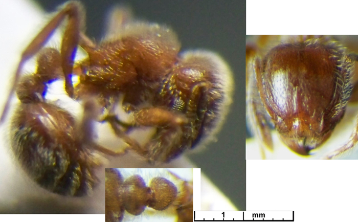 {Tetramorium gabonense}